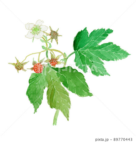 Rubus trifidus カジイチゴの実と花の水彩イラスト 89770443