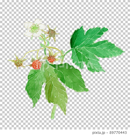 Rubus trifidus カジイチゴの実と花の水彩イラスト 89770443