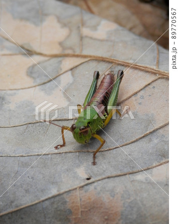 落ち葉の上に乗っている「イナゴ」(正面) 落ち葉の上に乗っている「イナゴ」(正面) 89770567