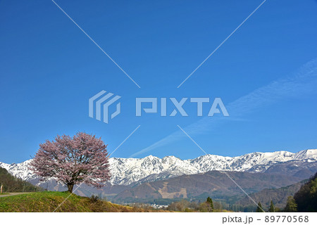 長野県　白馬村　野平の一本桜 89770568