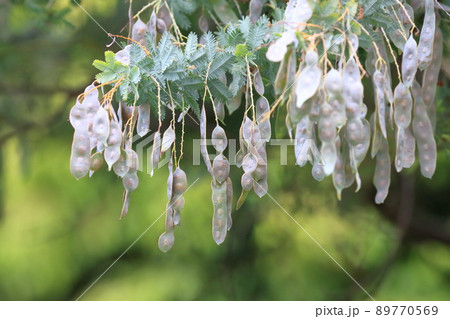 風にゆれるミモザアカシアの種子　 89770569