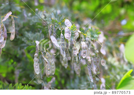 風にゆれるミモザアカシアの種子　 89770573