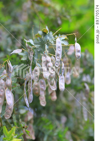 風にゆれるミモザアカシアの種子 風にゆれるミモザアカシアの種子 89770574