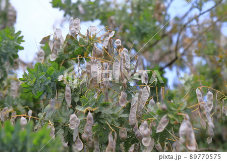 風にゆれるミモザアカシアの種子　 89770575