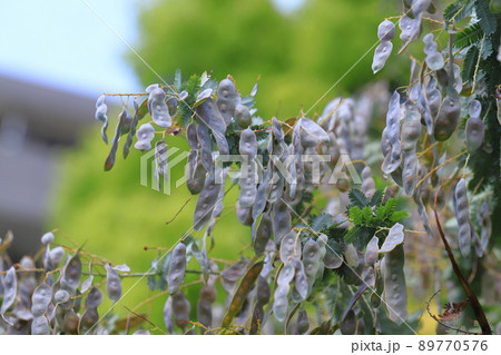 風にゆれるミモザアカシアの種子 の写真素材 [89770576] - PIXTA
