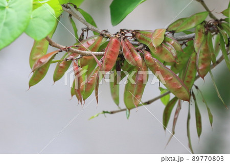 花蘇芳（ハナズオウ）の葉と実 89770803