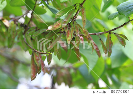 花蘇芳(ハナズオウ)の葉と実 花蘇芳(ハナズオウ)の葉と実 89770804