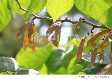 花蘇芳(ハナズオウ)の葉と実 花蘇芳(ハナズオウ)の葉と実 89770805