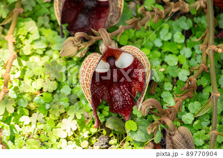 アリストロキア・サルバドレンシス(Aristolochia salvadorensis) アリストロキア・サルバドレンシス(Aristolochia salvadorensis) 89770904