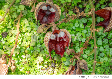 アリストロキア・サルバドレンシス（Aristolochia salvadorensis） 89770908
