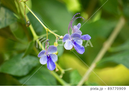 クレロデンドルム・ウガンデンセ (Clerodendrum ugandense) クレロデンドルム・ウガンデンセ (Clerodendrum ugandense) 89770909