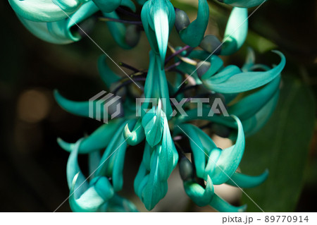 ヒスイカズラ(Strongylodon macrobotrys)英名: jade vine ヒスイカズラ(Strongylodon macrobotrys)英名: jade vine 89770914