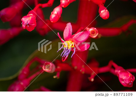 ラジリアンローズ. 学名: Cochlospermum vitifolium var. plenu ラジリアンローズ. 学名: Cochlospermum vitifolium var. plenu 89771109