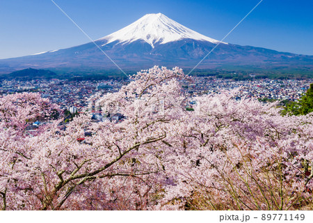 新倉山浅間公園：満開の桜と富士山 89771149