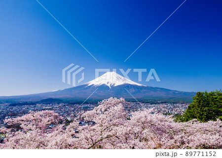 新倉山浅間公園：満開の桜と富士山 89771152