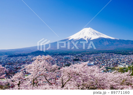新倉山浅間公園:満開の桜と富士山 新倉山浅間公園:満開の桜と富士山 89771160