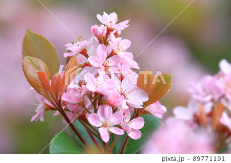 ピンク色の紅花車輪梅(ベニバナシャリンバイ) ピンク色の紅花車輪梅(ベニバナシャリンバイ) 89771191