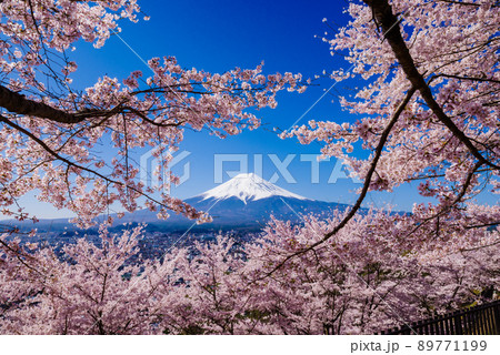 新倉山浅間公園:満開の桜と富士山 新倉山浅間公園:満開の桜と富士山 89771199
