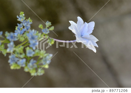 墨田の花火（額紫陽花）の花が清楚で美しい 89771206