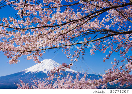 新倉山浅間公園：満開の桜と富士山 89771207
