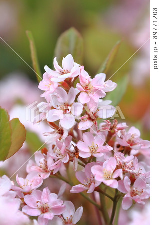 ピンク色の紅花車輪梅（ベニバナシャリンバイ） 89771208