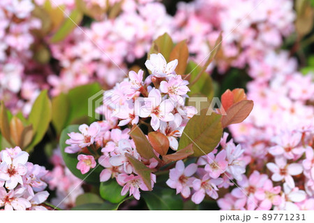 ピンク色の紅花車輪梅(ベニバナシャリンバイ) ピンク色の紅花車輪梅(ベニバナシャリンバイ) 89771231