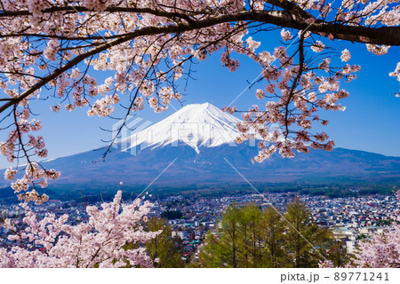 新倉山浅間公園：満開の桜と富士山 89771241