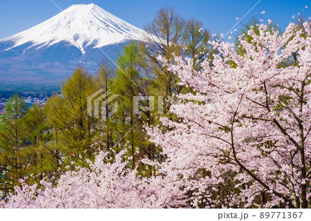 日本のイメージ「満開の桜と富士山」 日本のイメージ「満開の桜と富士山」 89771367