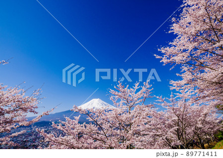 日本のイメージ「満開の桜と富士山」 日本のイメージ「満開の桜と富士山」 89771411
