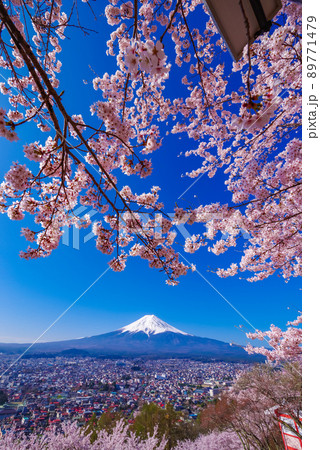 日本のイメージ「満開の桜と富士山」 日本のイメージ「満開の桜と富士山」 89771479