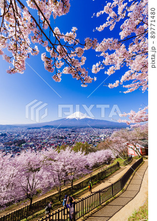日本のイメージ「満開の桜と富士山」 日本のイメージ「満開の桜と富士山」 89771480