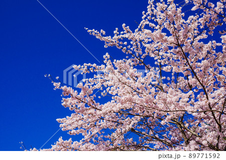 満開の桜 満開の桜 89771592
