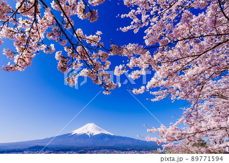 満開の桜と富士山 新倉山浅間公園にて 満開の桜と富士山 新倉山浅間公園にて 89771594
