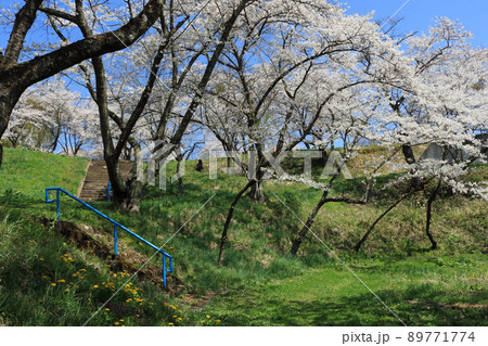 城山公園（岩手県紫波町）、桜まつり 89771774