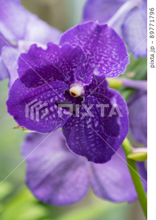 ランの花 ランの花 89771796