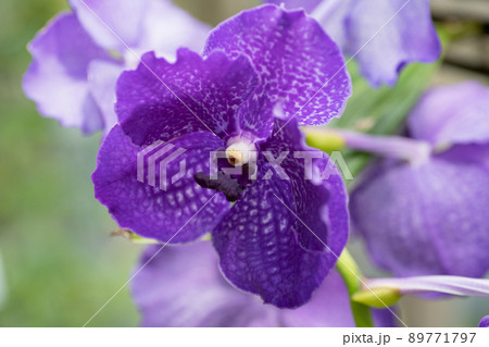 ランの花 ランの花 89771797