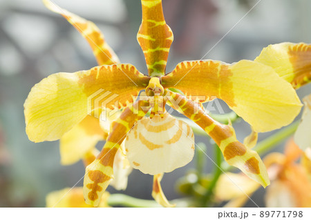 ランの花 ランの花 89771798