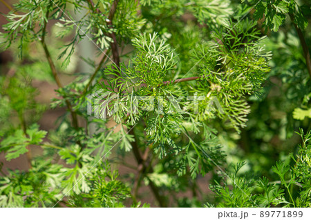 コリアンダー（パクチー）の栽培（ 学名: Coriandrum sativum） 89771899