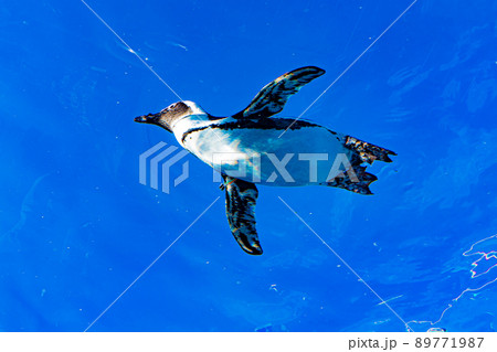 空を飛ぶように泳ぐペンギン 空を飛ぶように泳ぐペンギン 89771987