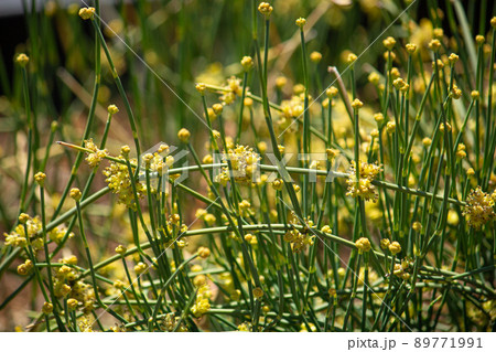 シナマオウ（麻黄）の花が咲いているところ　生薬名：マオウ　学名：Ephedra sinica 89771991