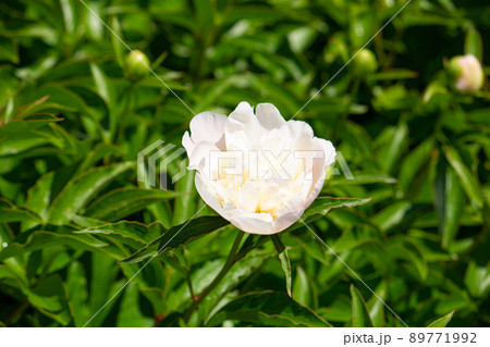 シャクヤク 　学名：Paeonia lactiflora 生薬名：シャクヤク（芍薬）、生薬原料	 89771992