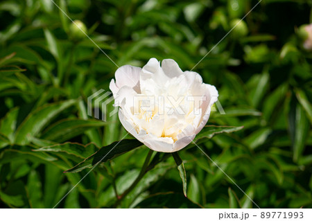 シャクヤク 　学名：Paeonia lactiflora 生薬名：シャクヤク（芍薬）、生薬原料	 89771993