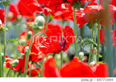ハカマオニゲシ Papaver bracteatum　別名：ブラクテアツム種　法律により栽培禁止 89771994