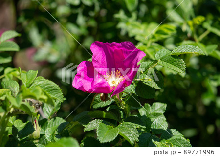 ハマナス（浜茄子、浜梨、玫瑰）　学名： Rosa rugosa　バラ科　香料原料、お茶原料 89771996