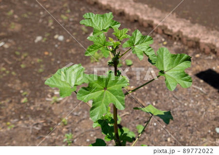 フユアオイ 学名：Malva verticillata　生薬名：トウキシ（冬葵子） 89772022
