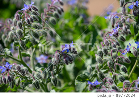 ルリジサ 学名:Borago officinalis 英語名:ボリジ(borage) ルリジサ 学名:Borago officinalis 英語名:ボリジ(borage) 89772024