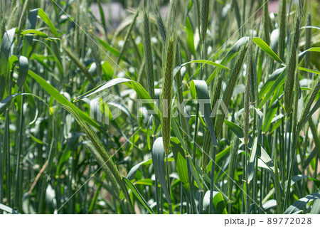 ライムギの青い穂　学名：Secale cereale.、春に撮影（日本） 89772028