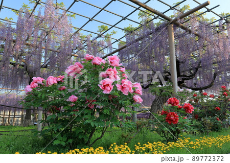 曼陀羅寺公園のボタンの花と藤棚 曼陀羅寺公園のボタンの花と藤棚 89772372