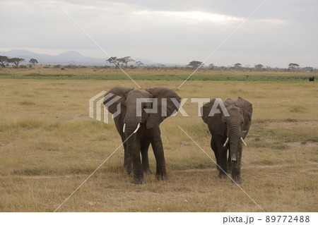 仲のよい2頭の若いアフリカゾウ 89772488