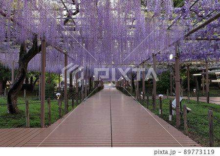 曼陀羅寺公園の藤のライトアップ 曼陀羅寺公園の藤のライトアップ 89773119